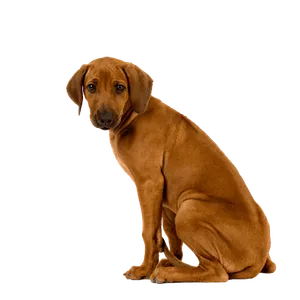 Rhodesian Ridgeback Puppy