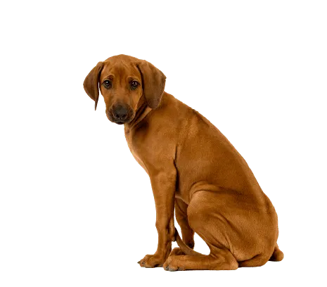 Rhodesian Ridgeback Puppy