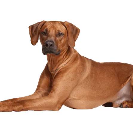 Rhodesian Ridgeback Adult