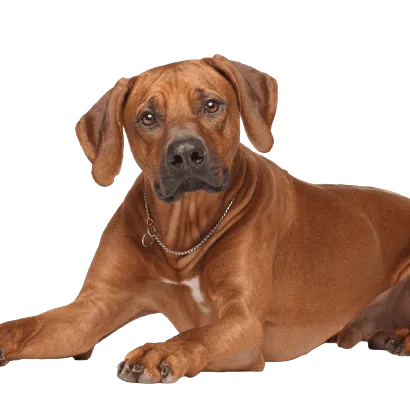 Rhodesian Ridgeback Senior