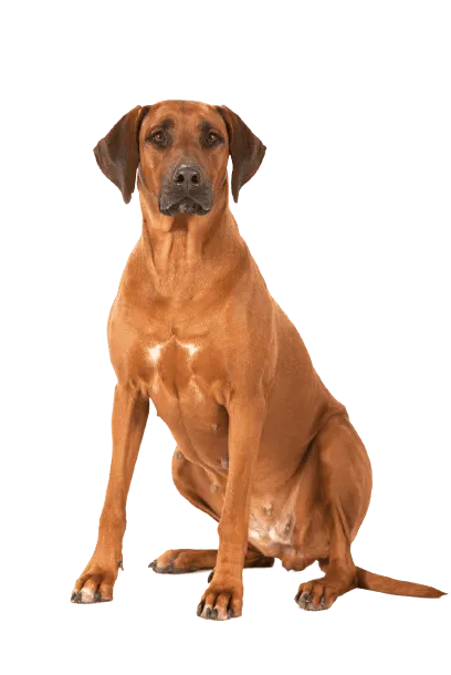 Rhodesian Ridgeback 1