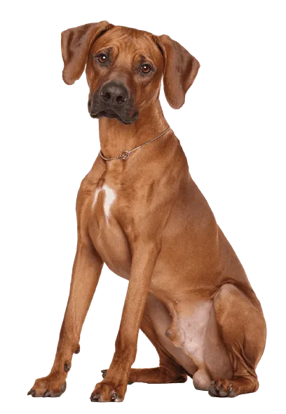 Rhodesian Ridgeback 2