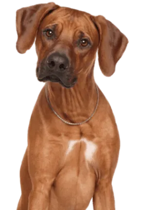 Rhodesian Ridgeback