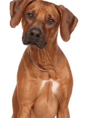 Rhodesian Ridgeback