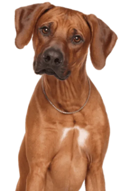 Rhodesian Ridgeback