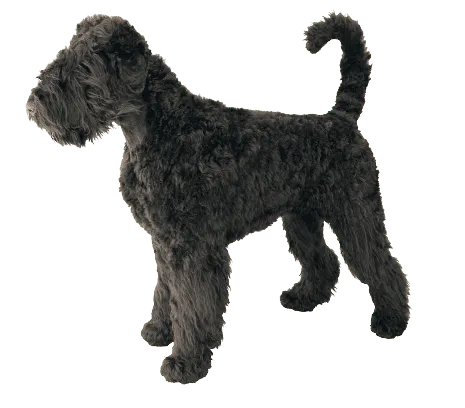Riesenschnauzer (4)