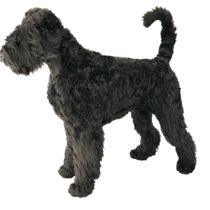 Riesenschnauzer (4)