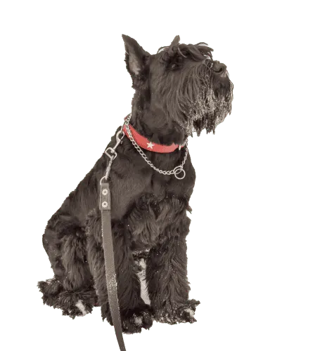 Riesenschnauzer (3)
