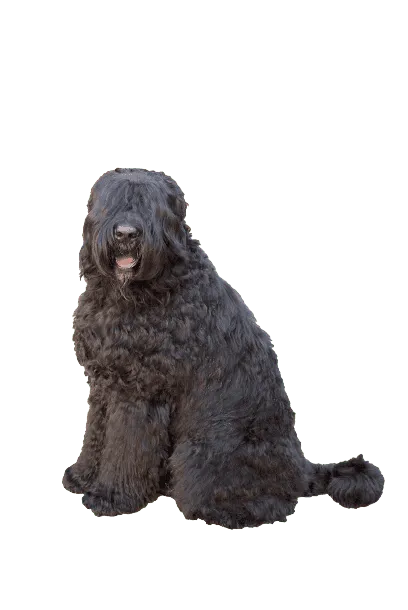 Riesenschnauzer (5)