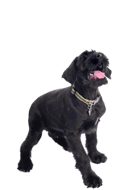 Riesenschnauzer (1)
