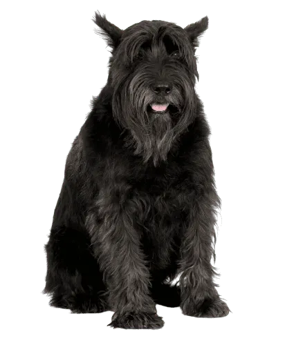 Riesenschnauzer (2)