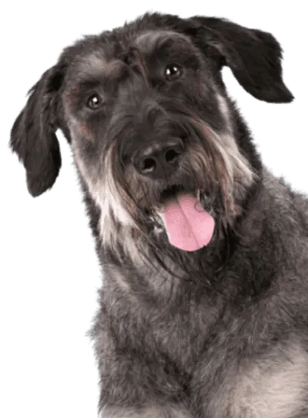 Riesenschnauzer Profile