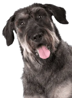 Riesenschnauzer Profile