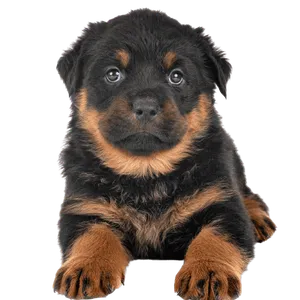 Rottweiler puppy