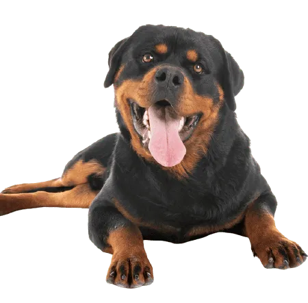 Rottweiler