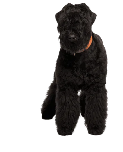 Russischer Schwarzer Terrier