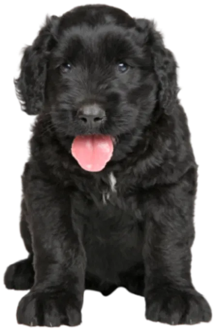 Russischer Schwarzer Terrier