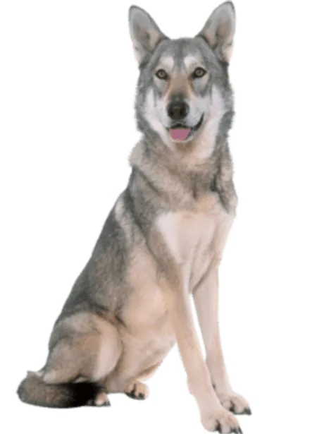 Saarlooswolfhund