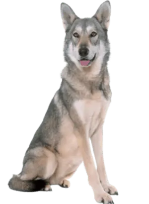 Saarlooswolfhund