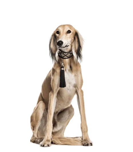 Saluki (6)