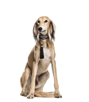 Saluki (6)