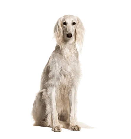 Saluki (5)