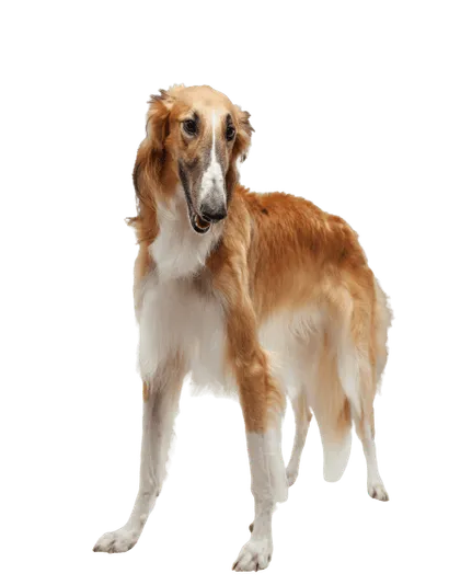 Saluki (2)