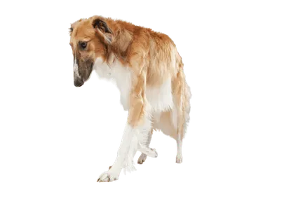 Saluki (4)
