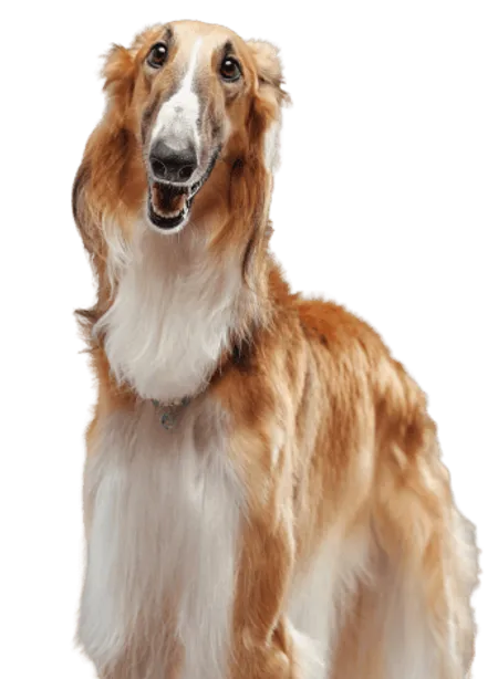 Saluki