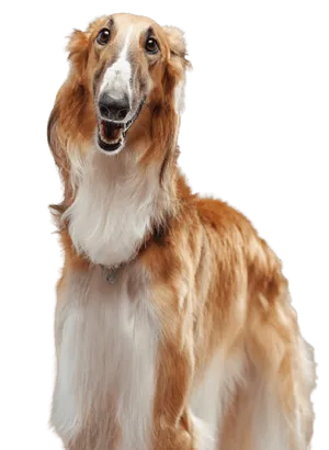 Saluki