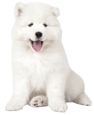 Samojede Puppy