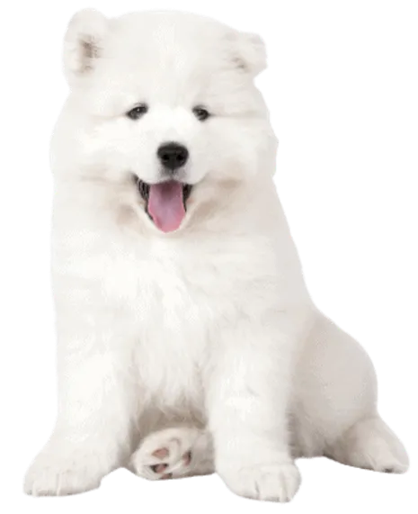 Samojede Puppy
