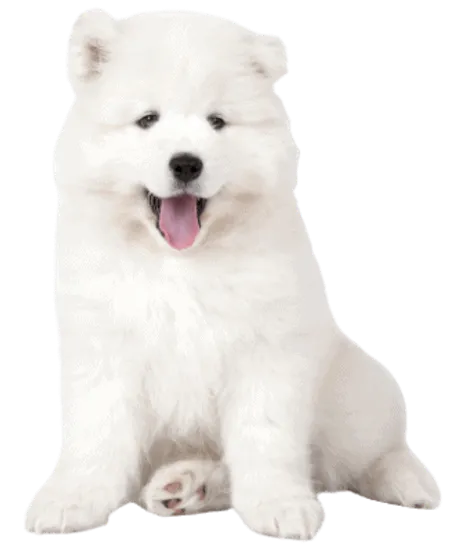 Samojede Puppy