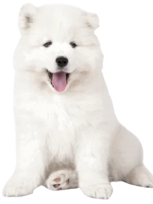 Samojede Puppy