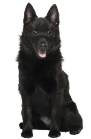 Schipperke als Anfängerhund