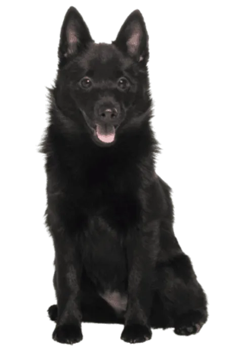 Schipperke (4)