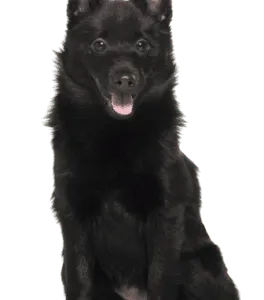 Schipperke (4)