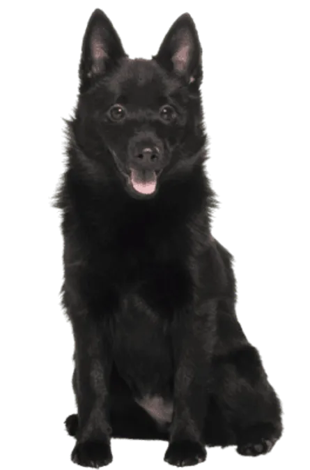 Schipperke (4)