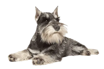 Zwergschnauzer (6)