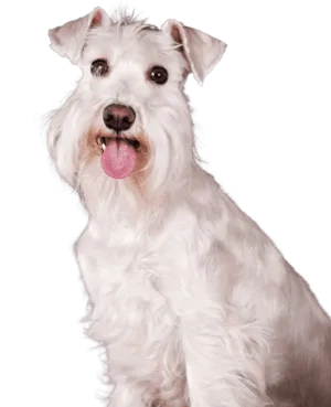 Schnauzer als Familienhund