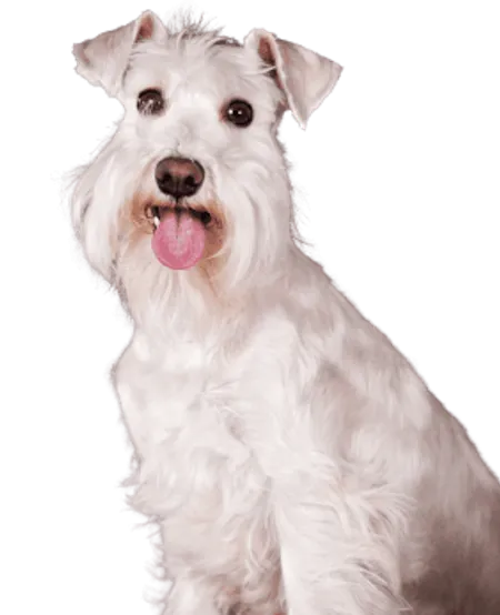 Schnauzer profile
