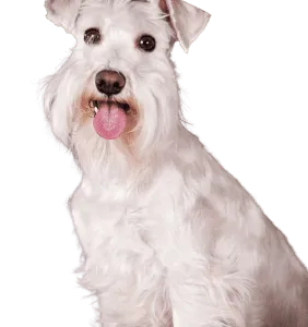 Schnauzer profile