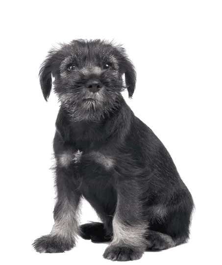Schnauzer (Mittelschnauzer)
