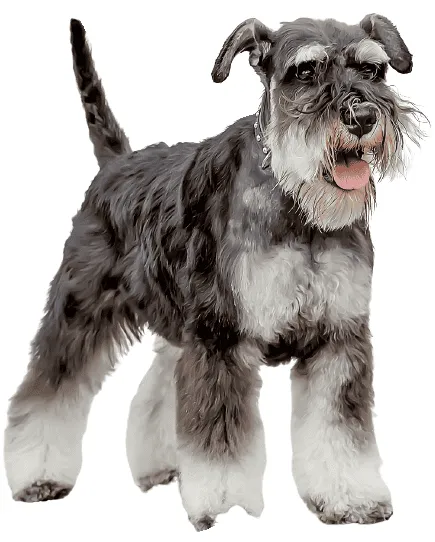 Schnauzer (Mittelschnauzer)