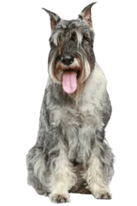 Schnauzer (Mittelschnauzer)