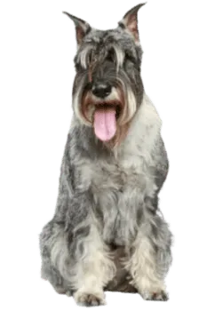 Schnauzer (Mittelschnauzer)