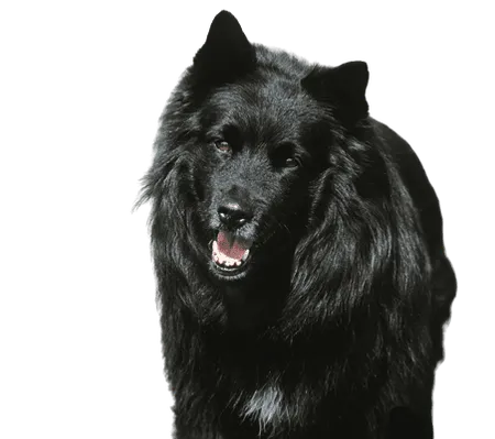 Schwedischer Lapphund