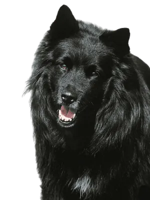 Schwedischer Lapphund