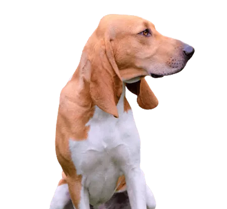 Schweizer Laufhund