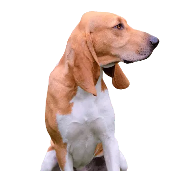 Schweizer Laufhund